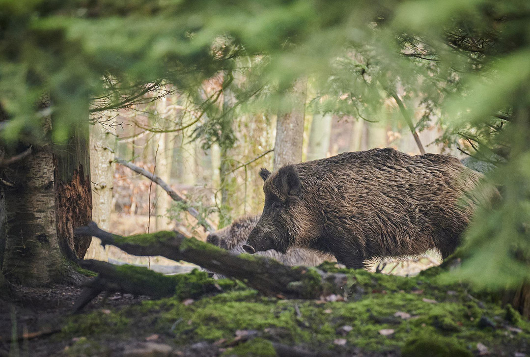 Quelle Assurance chasse choisir ?